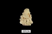 藏品(巨牡蠣)的圖片